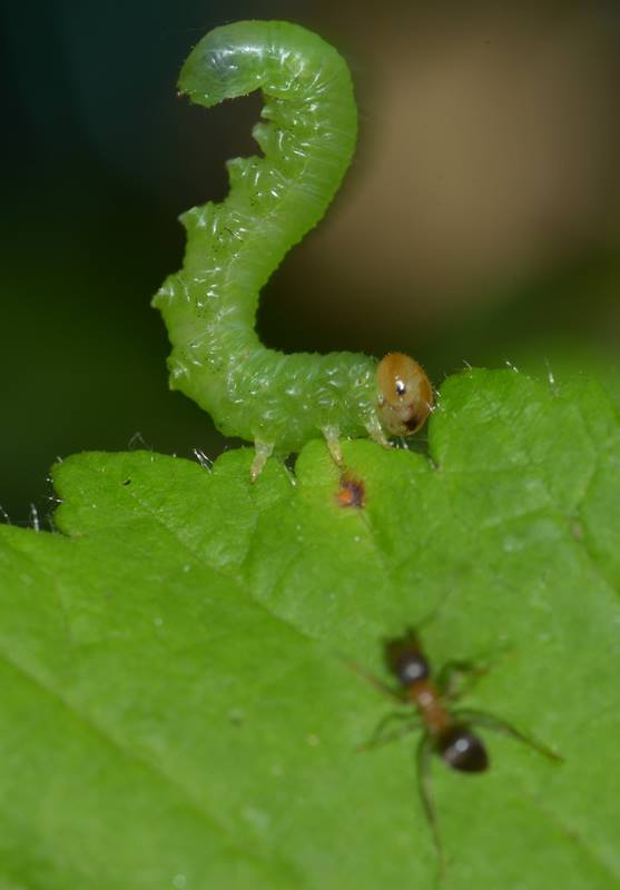 chenille fourmi